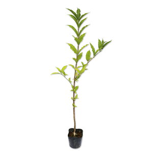 }~ 0.5m 10.5cm|bg 15{ c