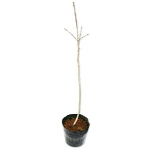 }~ 0.6m 15cm|bg c