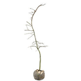 マユミ 1.5m 露地 苗木