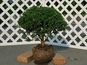 }cQ ^}cQ 0.3m In 3{ c