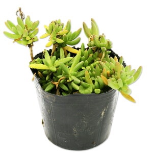 }coMN 9.0cm|bg 30{ c