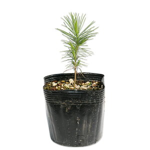 テーダマツ 10.5cmポット 苗