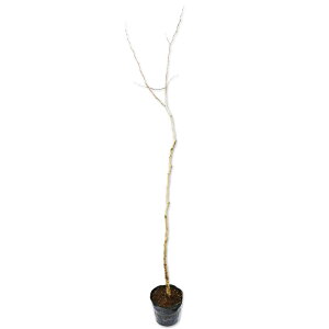 NmL 1.5m 15cm|bg 10{×2 c