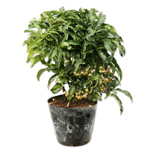 }E 0.2m 15cm|bg 10{ c