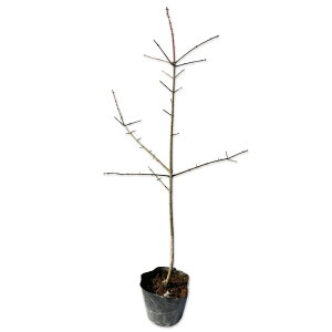 R}~ 0.5m 10.5cm|bg c