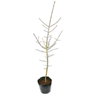 R}~ 0.6m 15cm|bg c