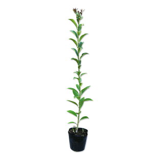 `mL 0.5m 10.5cm|bg 25{ c