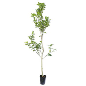 `mL 0.8m 12cm|bg c