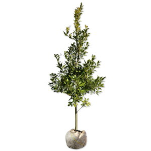 ���`�m�L �P�� 1.2m �I�n �c