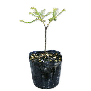^ZRCA 0.1m 10.5cm|bg c