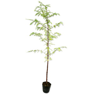 ^ZRCA 1.2m 15cm|bg 10{ c