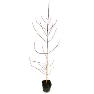 N}m~YL 0.5m 10.5cm|bg 10{ c