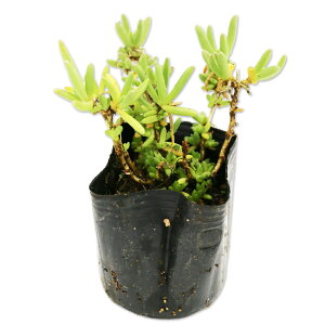 }coMN sN 9.0cm|bg 30{ c