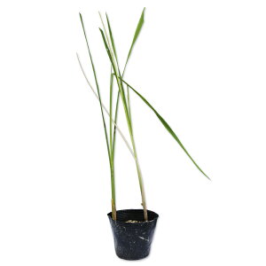 }R 10.5cm|bg 5{ c