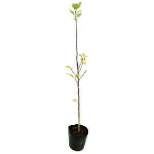 NQd 0.5m 10.5cm|bg c