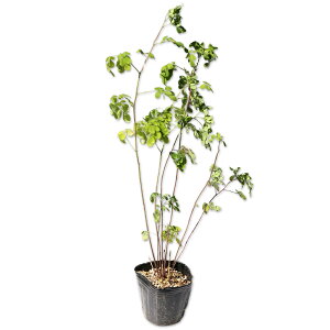 }cJ[\E 9.0cm|bg 15{ c