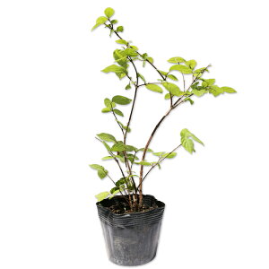 }oEcM 0.2m 10.5cm|bg c