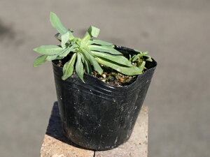 ���V�g���i�f�V�R 9.0cm�|�b�g �c