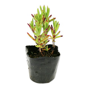 }coMN IW 9.0cm|bg 25{ c