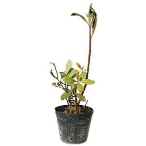TLVIccW 0.3m 12cm|bg 10{ c