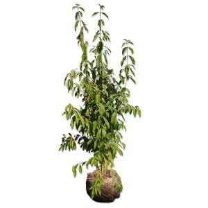 ΃}{EV  1.2m In 2{ c