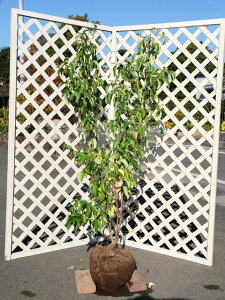 ΃}{EV  1.5m In 2{ c