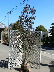 ΃}{EV  2.5m In 2{ c