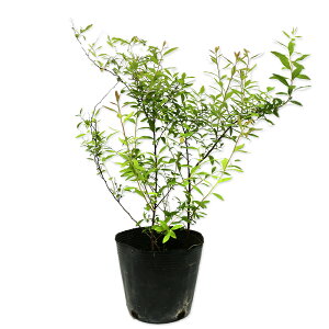 LiM 10.5cm|bg c