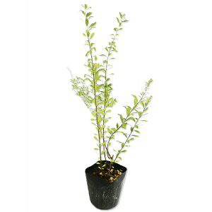 LiM 0.3m 10.5cm|bg 40{ c