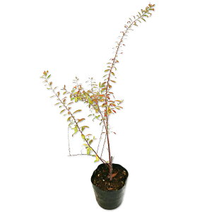 LiM 0.5m 10.5cm|bg 30{ c