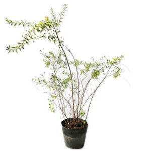 LiM 0.6m 15cm|bg 10{ c