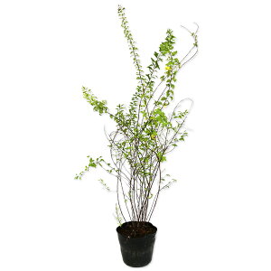 LiM 0.8m 15cm|bg 10{ c