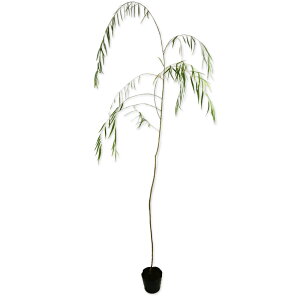 �V�_�����i�M 1.5m 15cm�|�b�g 10�{ �c��