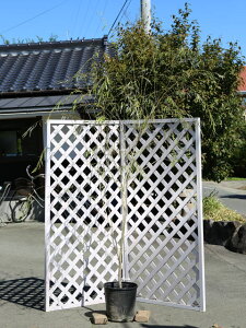 V_iM 2.3m 21cm|bg c