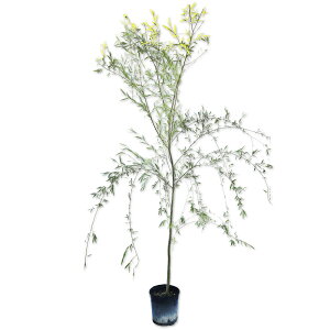 V_iM 2.5m 21cm|bg 2{ c