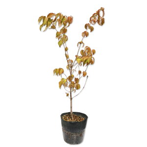 }{EV 0.6m 15cm|bg c