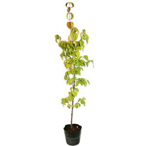 }{EV 0.8m 15cm|bg c