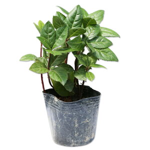 uREW 9.0cm|bg c