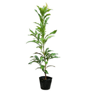 } 0.5m 10.5cm|bg 30{ c