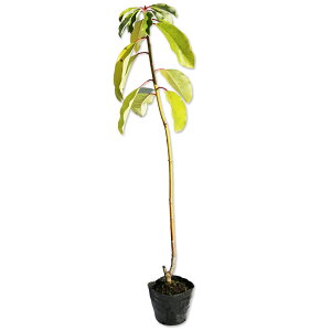 Yn 0.5m 10.5cm|bg c