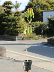 Yn 0.6m 15cm|bg c