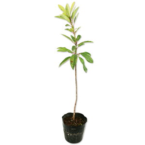 qYn 0.6m 15cm|bg 10{ c