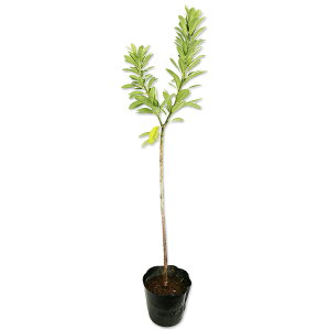 qYn 0.8m 15cm|bg c