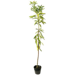 qYn 1.2m 15cm|bg 6{ c