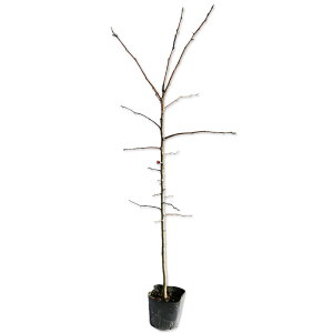 ヤマナシ 0.5m 10.5cmポット 5本 苗