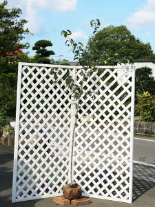 ���}�i�V 1.7m �I�n �c��