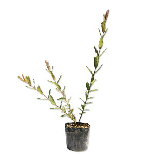 CkRiM nNjVL 0.3m 10.5cm|bg 30{ c