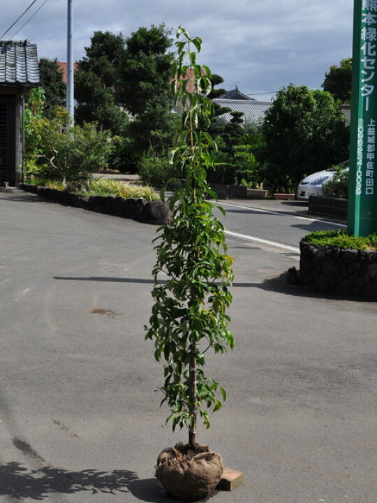 楽天市場】常緑ヤマボウシ 月光 1.7m 露地 苗木 : トオヤマグリーン