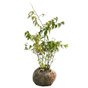 }uL d炫 0.3m In 3{ c