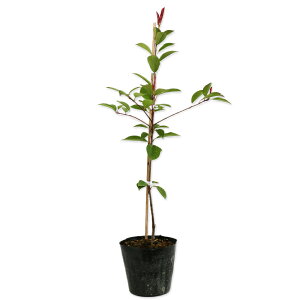 bhr 0.6m 15cm|bg 15{ c